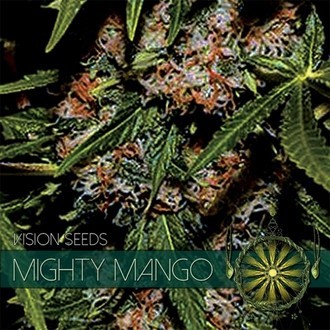 Mighty Mango Bud (Vision Seeds) Feminiserade