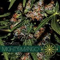 Mighty Mango Bud (Vision Seeds) Feminiserade