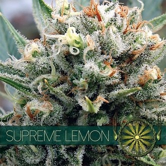 Supreme Lemon (Vision Seeds) feminiserade cannabisfr&ouml;n