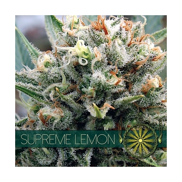 Supreme Lemon (Vision Seeds) Feminiserade