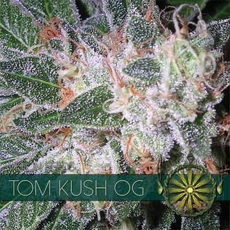 Tom Kush OG (Vision Seeds) feminiserade cannabisfr&ouml;n