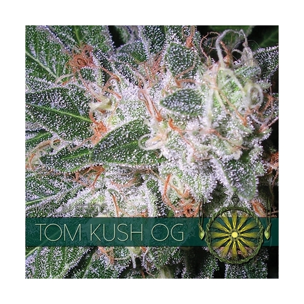 Tom Kush OG (Vision Seeds) Feminiserade