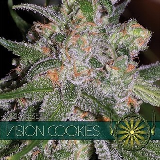 Vision Cookies (Vision Seeds) Feminiserade