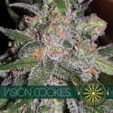 Vision Cookies (Vision Seeds) Feminiserade