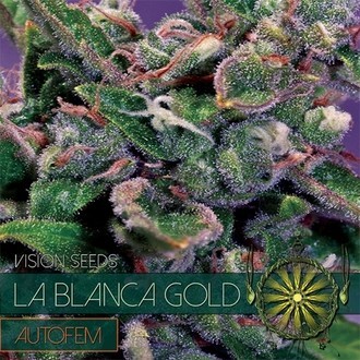 La Blanca Gold Autoflower (Vision Seeds) Feminiserade