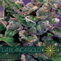 La Blanca Gold Autoflower (Vision Seeds) Feminiserade