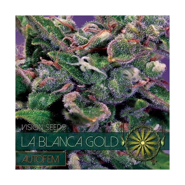 La Blanca Gold Autoflower (Vision Seeds) Feminiserade