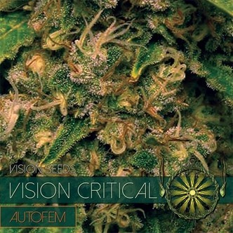 Vision Critical Autoflower (Vision Seeds) feminiserade cannabisfr&ouml;n