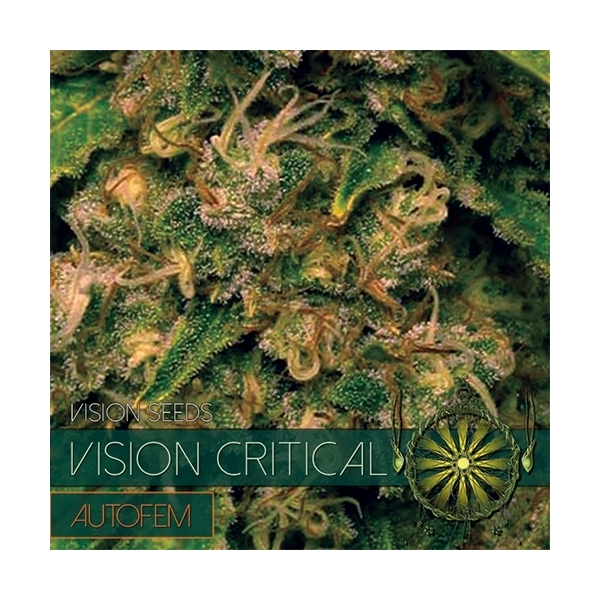Vision Critical Autoflower (Vision Seeds) Feminiserade