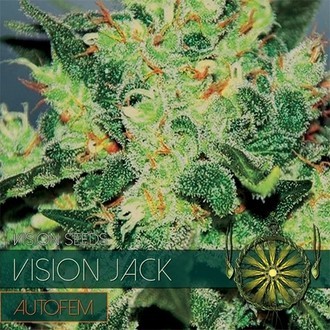 Vision Jack Autoflower (Vision Seeds) Feminiserade