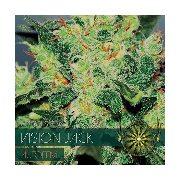 Vision Jack Autoflower (Vision Seeds) Feminiserade