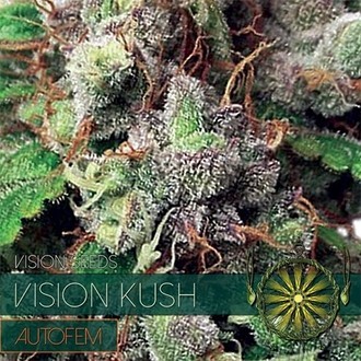 Vision Kush Autoflower (Vision Seeds) Feminiserade