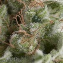 Auto American Pie (Pyramid Seeds) Feminiserade