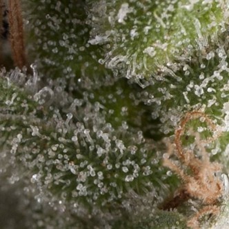 Auto Fresh Candy (Pyramid Seeds) feminiserade