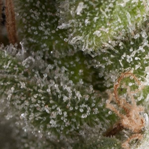 Auto Fresh Candy (Pyramid Seeds) Feminiserade