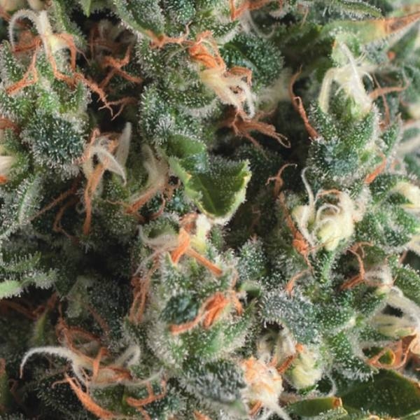 Auto Super OG Kush (Pyramid Seeds) Feminiserade