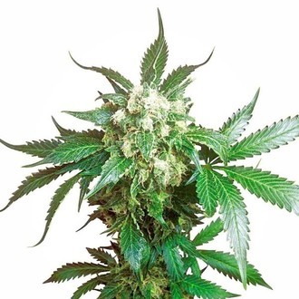 Black Domina (Sensi Seeds) Feminiserade