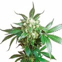 Black Domina (Sensi Seeds) Feminiserade