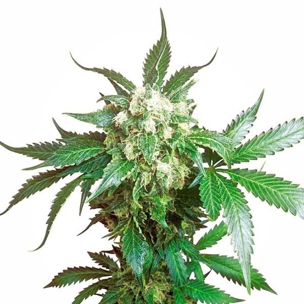 Black Domina (Sensi Seeds) Feminiserade
