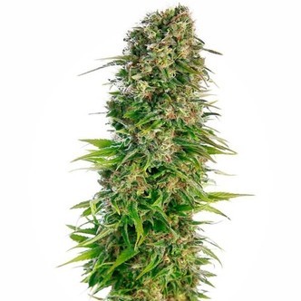 Hindu Kush Automatic (Sensi Seeds) feminiserade