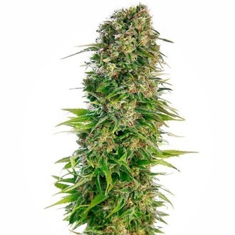 Hindu Kush Autoflower (Sensi Seeds) Feminiserade