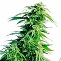 Hindu Kush (Sensi Seeds) Feminiserade