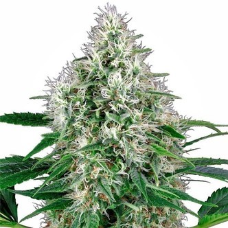 Pure Power Plant Automatic (White Label) feminiserade cannabisfr&ouml;n