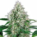 Pure Power Plant Autoflower (White Label) Feminiserade