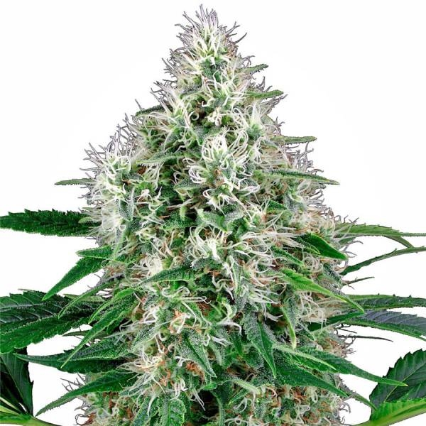 Pure Power Plant Autoflower (White Label) Feminiserade