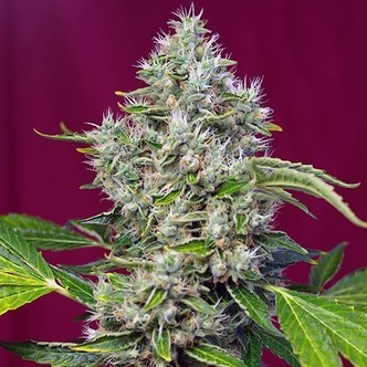 San Fernando Lemon Kush (Sweet Seeds) feminiserade cannabisfr&ouml;n