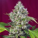 San Fernando Lemon Kush (Sweet Seeds) Feminiserade
