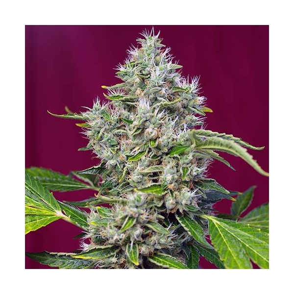 San Fernando Lemon Kush (Sweet Seeds) Feminiserade