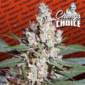 L.A. Amnesia (Paradise Seeds) feminiserade cannabisfr&ouml;n.