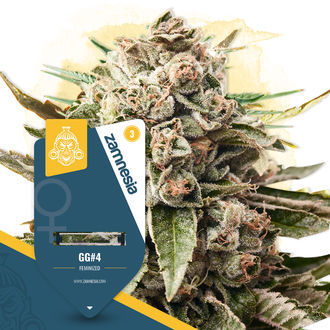 GG#4 (Zamnesia Seeds) Feminiserade