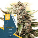 GG#4 (Zamnesia Seeds) Feminiserade