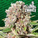 Mendocino Skunk (Paradise Seeds) Feminiserade