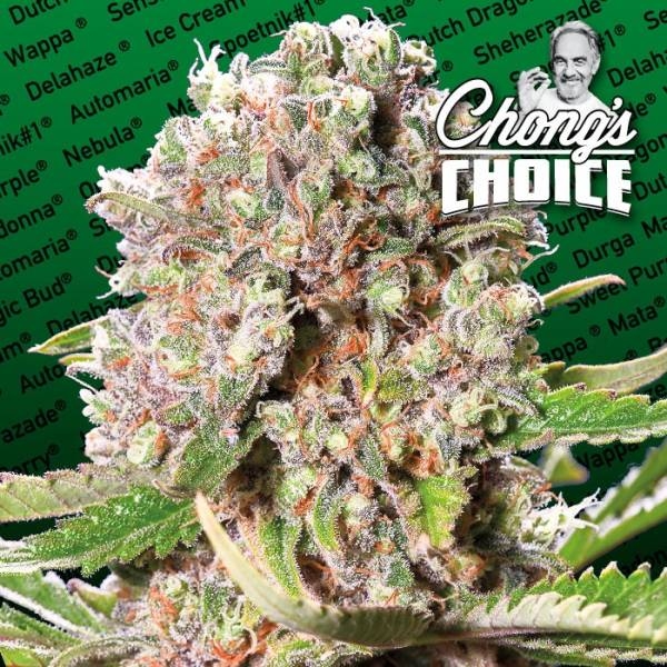 Mendocino Skunk (Paradise Seeds) Feminiserade