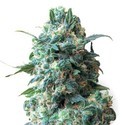 Critical (Sensation Seeds) Feminiserade