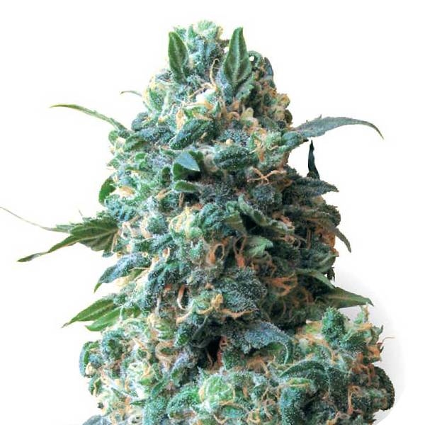 Critical (Sensation Seeds) Feminiserade