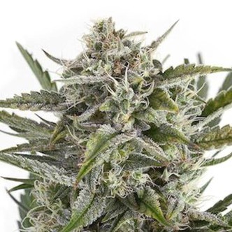 OG Kush (Sensation Seeds) feminiserade