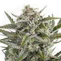 OG Kush (Sensation Seeds) Feminiserade