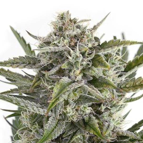 OG Kush (Sensation Seeds) Feminiserade