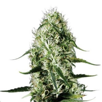 Super Silver Haze (Sensation Seeds) feminiserade