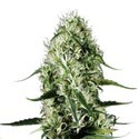 Super Silver Haze (Sensation Seeds) Feminiserade