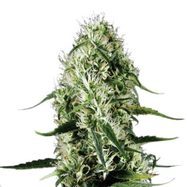 Super Silver Haze (Sensation Seeds) Feminiserade