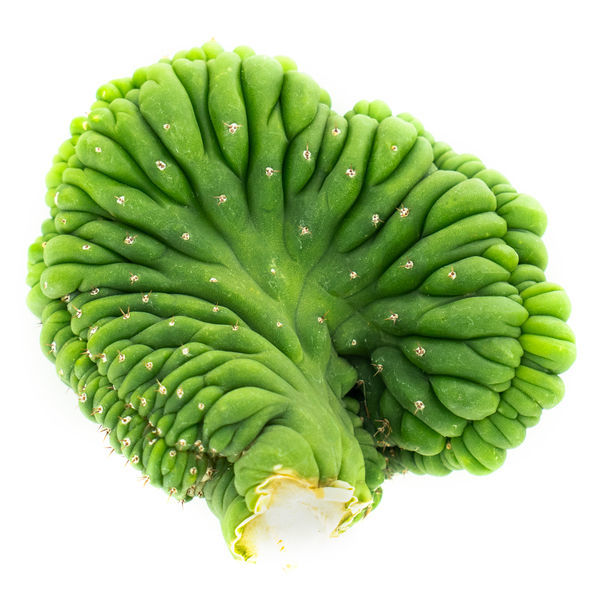 San Pedro-kaktus (Echinopsis pachanoi cristata)