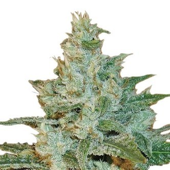 AK 47 (Sensation Seeds) feminiserade cannabisfr&ouml;n