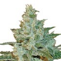AK-47 (Sensation Seeds) Feminiserade