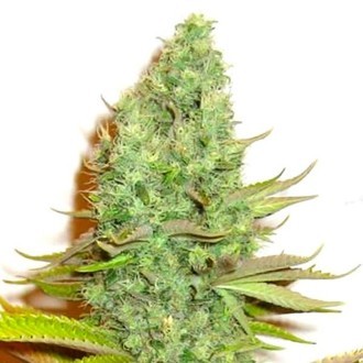Sensation Victory (Sensation Seeds) Feminiserade