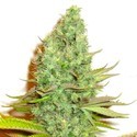 Sensation Victory (Sensation Seeds) Feminiserade